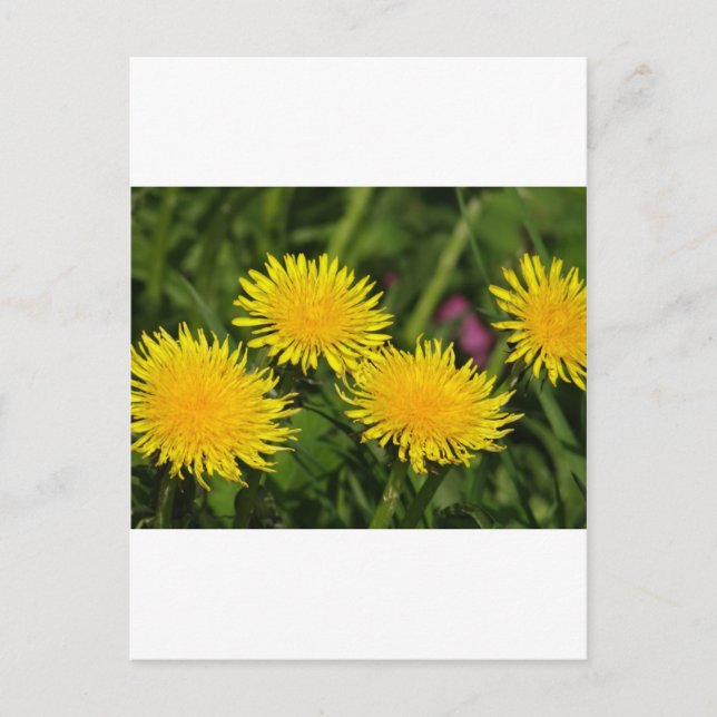 Postal Dandelions (Anverso)