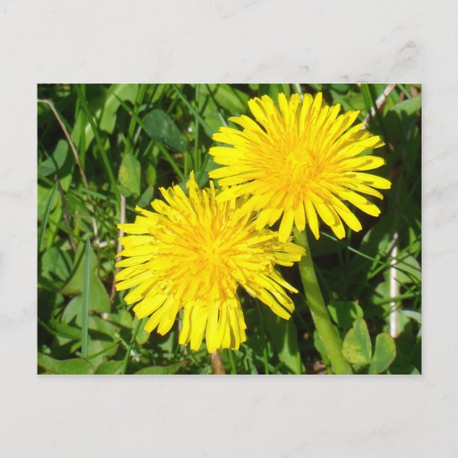 Postal Dandelions (Anverso)