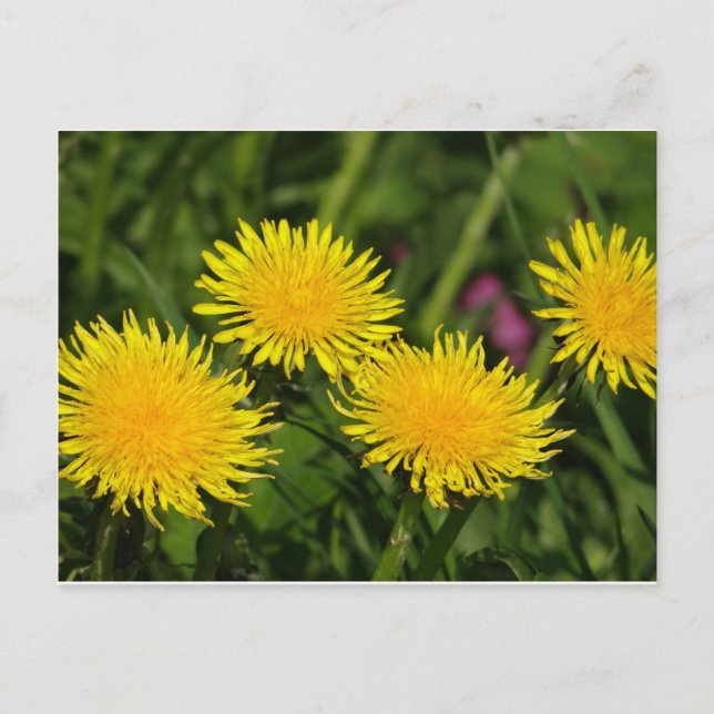 Postal Dandelions (Anverso)