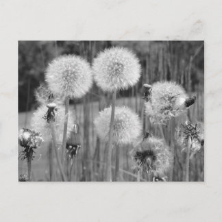 Postal Dandelions blancos y negros