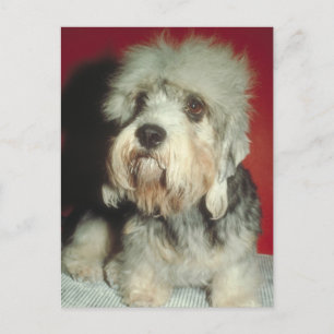 Postal Dandie Dinmont Terrier