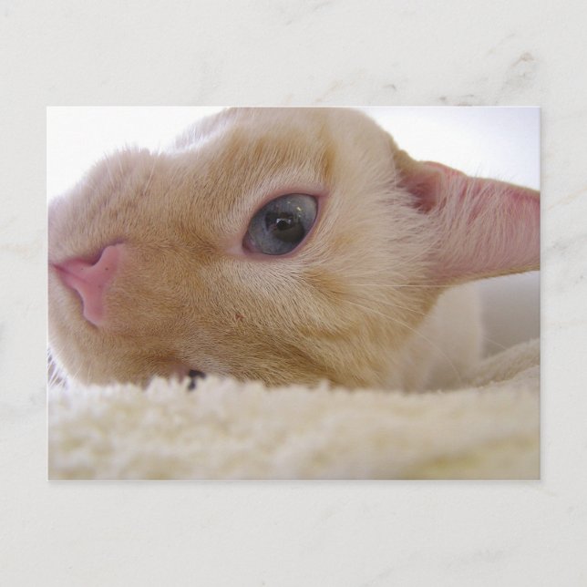 Postal Daniel (Anverso)