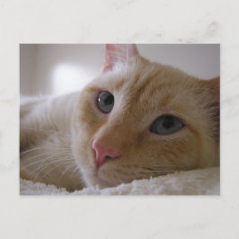 Postal Daniel #2