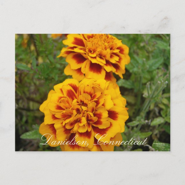 Postal Danielson, Ct (Anverso)