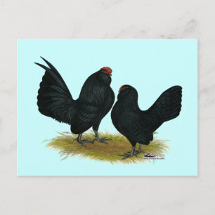 Postal D'Anvers Black Bantams