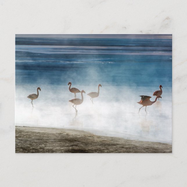 Postal Danza de Flamencos, Salar de Uyuni, Bolivia. (Anverso)