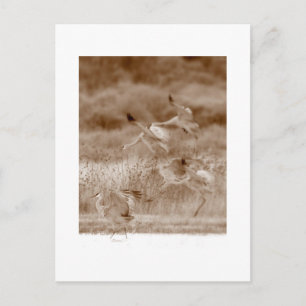 Postal Danza de las grullas