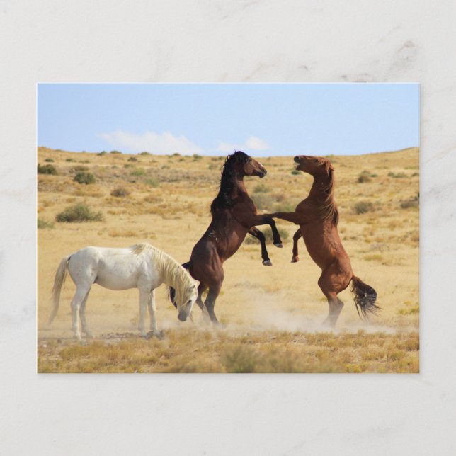 Postal Danza del desierto (Anverso)