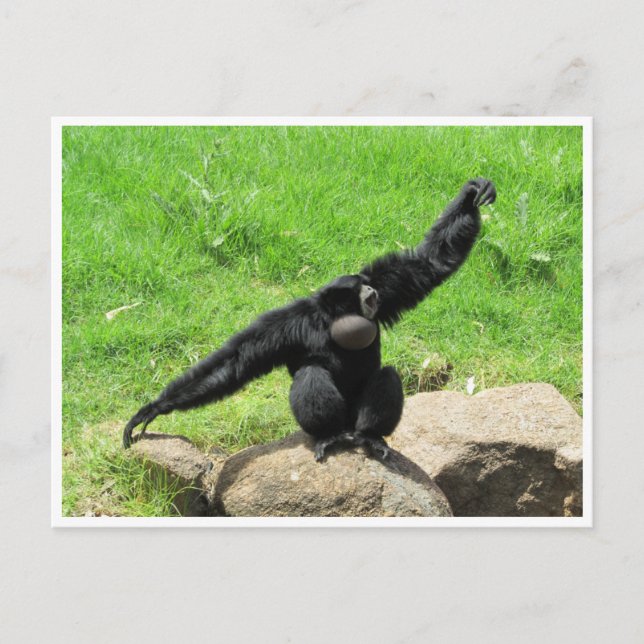 Postal danza siamang (Anverso)