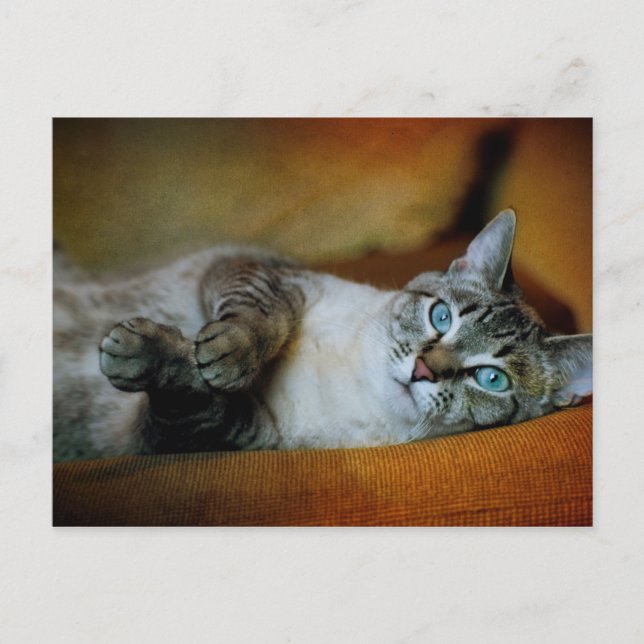 Postal Daphne (Anverso)