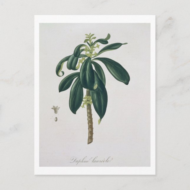 Postal Daphne Laureda de 'Phytographie Medicale' de Jos (Anverso)