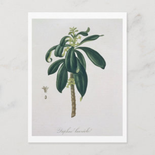 Postal Daphne Laureda de 'Phytographie Medicale' de Jos