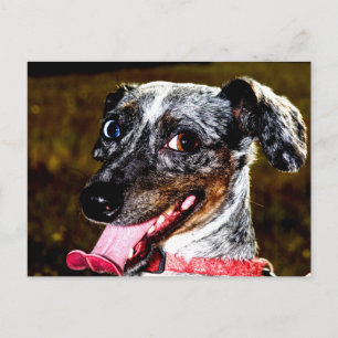 Postal Dapple/Piebald Dachshund