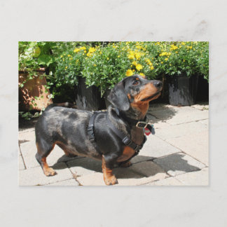 Postal Dapple Plateado Dachshund Buddy 2