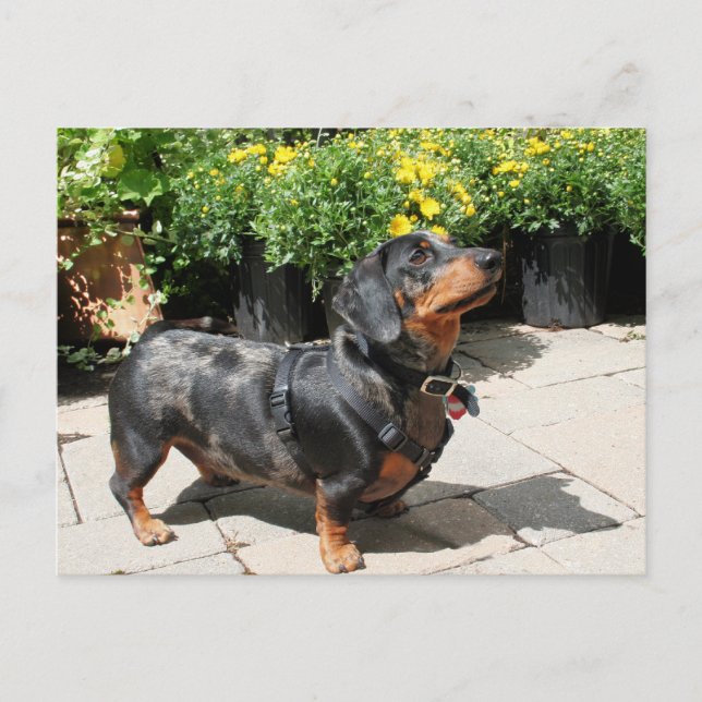 Postal Dapple Plateado Dachshund Buddy 2 (Anverso)