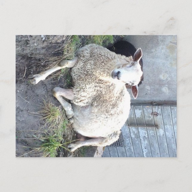 Postal Dåris - la oveja más fresca del pueblo (Anverso)