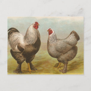 Postal Dark Brahmas
