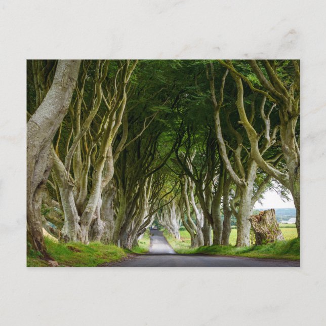 Postal Dark Hedges in Irland (Anverso)