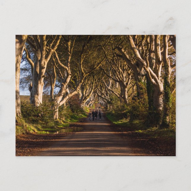 Postal Dark Hedges Ireland (Anverso)