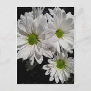 Postal Darlin' Daisies