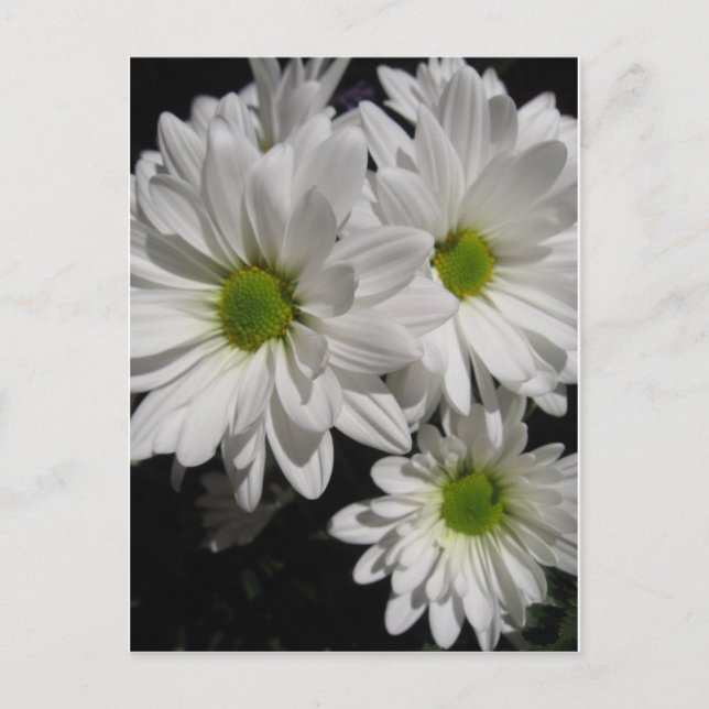 Postal Darlin' Daisies (Anverso)
