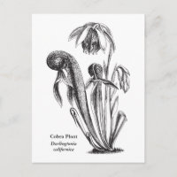 Darlingtonia californica, planta carnívora