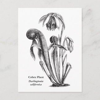 Postal Darlingtonia californica, planta carnívora