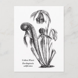 Postal Darlingtonia californica, planta carnívora