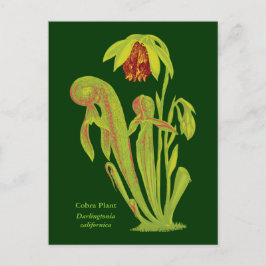Postal Darlingtonia californica, planta carnívora