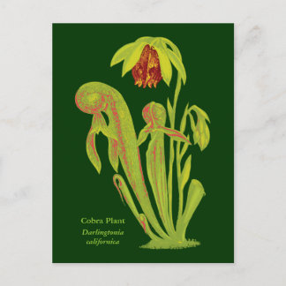 Postal Darlingtonia californica, planta carnívora