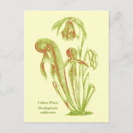 Postal Darlingtonia californica, planta carnívora