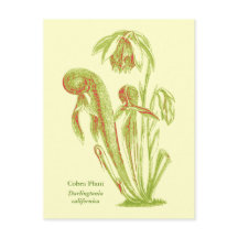 Darlingtonia californica, planta carnívora