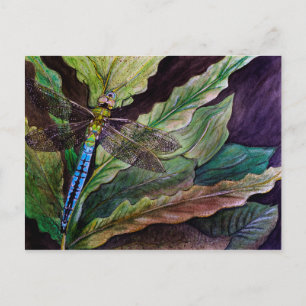 Postal Darner Dragonfly común