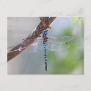 Postal Darner Dragonfly de ojos azules
