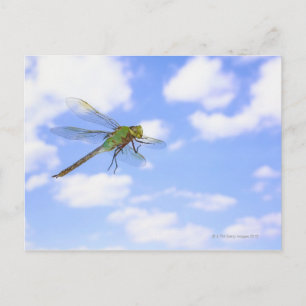 Postal Darner verde (Anax junius) volando contra