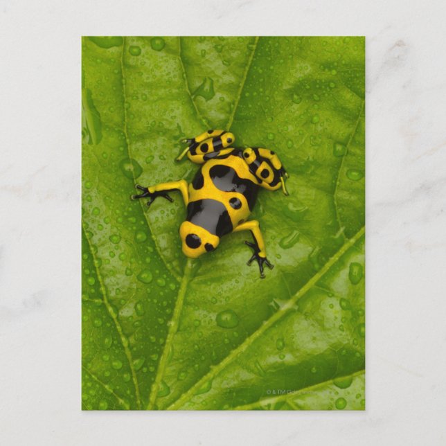 Postal Dart Frog (Anverso)