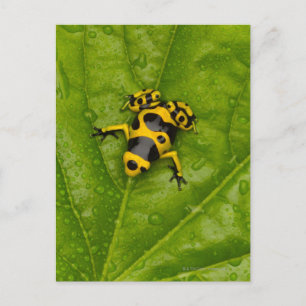 Postal Dart Frog