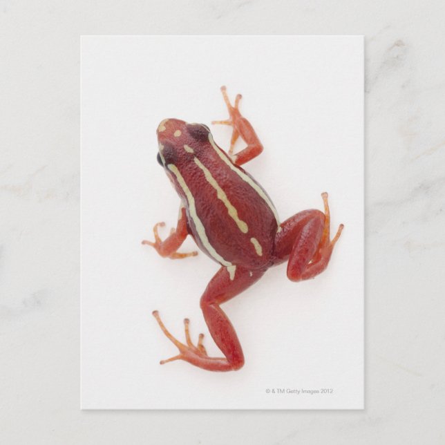 Postal Dart Frog, veneno de rayas blancas (Anverso)