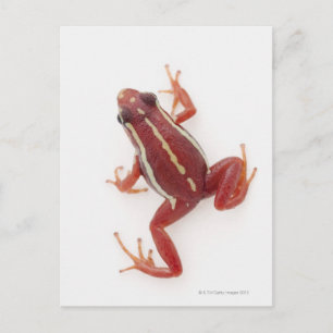 Postal Dart Frog, veneno de rayas blancas
