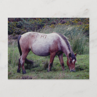 Postal Dartmooe Pony Grazeing Autunm
