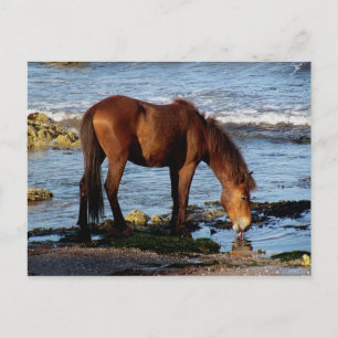 Postal Dartmoor del sur Devon Pony Licando agua del mar