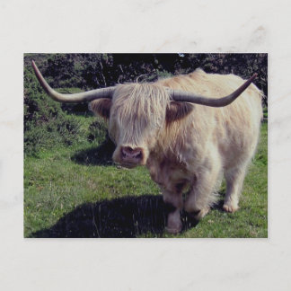 Postal Dartmoor Highland Cow On The Move