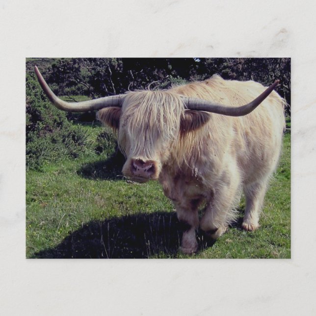Postal Dartmoor Highland Cow On The Move (Anverso)
