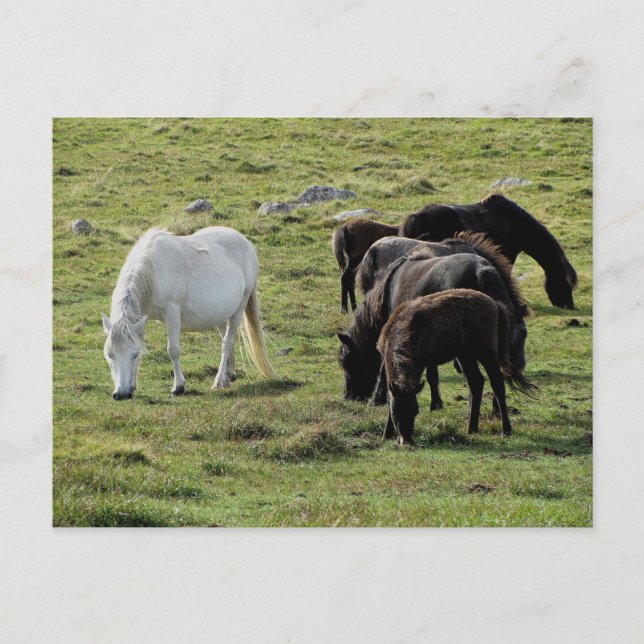 Postal Dartmoor Ponies Grazing Summer (Anverso)