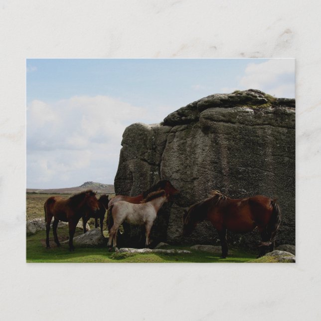 Postal Dartmoor Ponies Protegiendo Rocas De Colinas Óseas (Anverso)