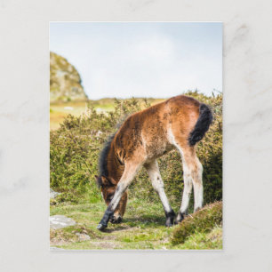 Postal Dartmoor pony foal frente de Haytor rock uk