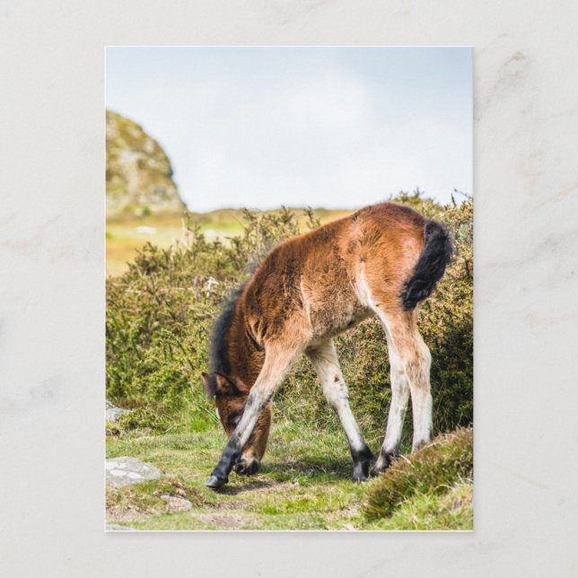 Postal Dartmoor pony foal frente de Haytor rock uk (Anverso)