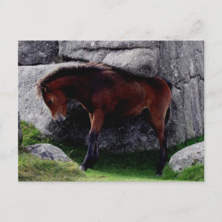 Postal Dartmoor Pony Foal Picando Rocas De Colina De Hues