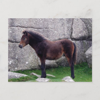 Postal Dartmoor Pony Foal protege las rocas de las colina