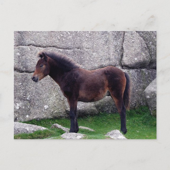 Postal Dartmoor Pony Foal protege las rocas de las colina (Anverso)